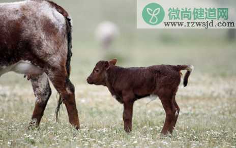 炭疽怎么预防 不吃牛羊肉可以预防吗