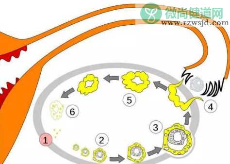 卵子不发育怎么办   卵子发育不良改善方法