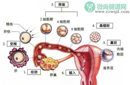 受精卵着床过程是怎么样  受