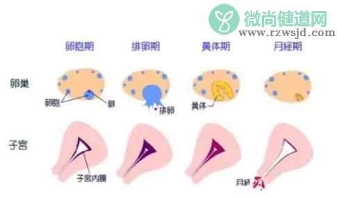 子宫内膜太薄有什么影响 子宫内膜太薄的危害