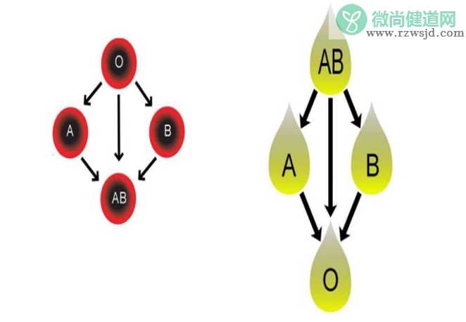 o血型女性生育风险大吗 哪些血型第1次怀孕很重要