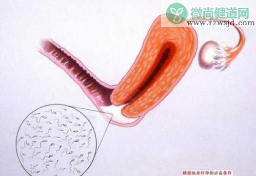 女人早上和晚上哪个点容易受孕 女人最容易受孕的时间