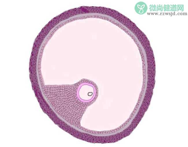 卵泡多就能怀孕吗 什么样的