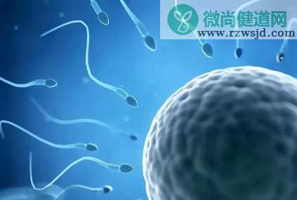 精子和卵子的结合需要什么条件 精子多久可以遇到卵