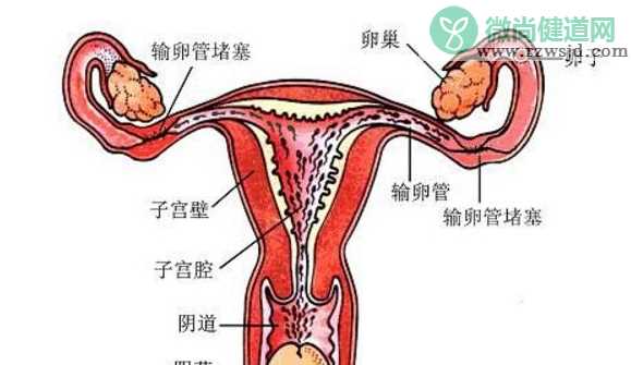 输卵管堵塞食疗方法有用吗 输卵管堵塞食疗食谱