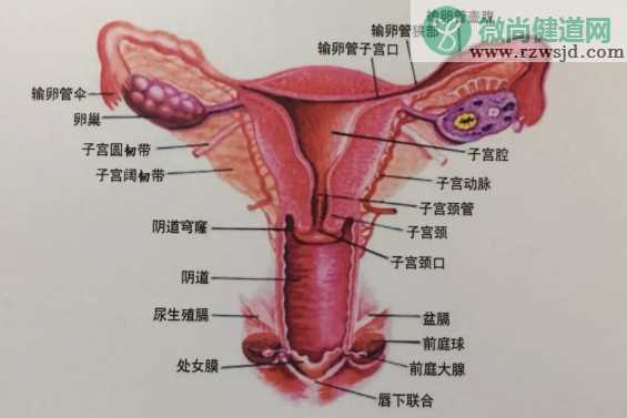 备孕多久不孕需要检查输卵管 备孕怎么去查输卵管问题