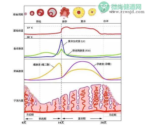 在排卵期同房为什么还没怀孕 夫妻同房后多久能受孕