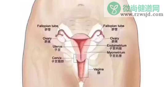 患上子宫肌瘤不想开刀能怀孕吗 子宫肌瘤的影响有哪些