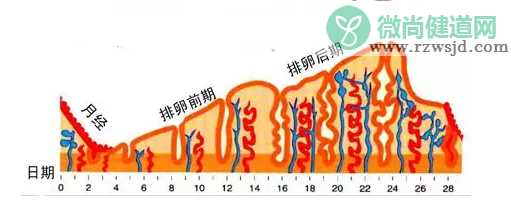 子宫内膜太厚需要刮宫吗 子宫内膜多厚才需要刮宫