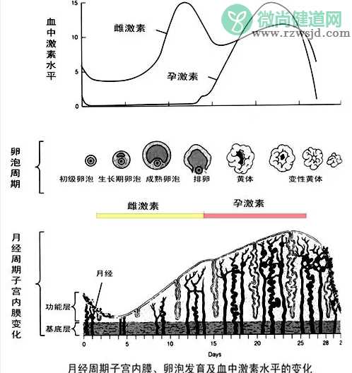 子宫内膜息肉患能吃黄体酮治