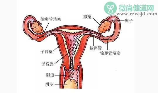 输卵管堵塞还可以排卵吗 输