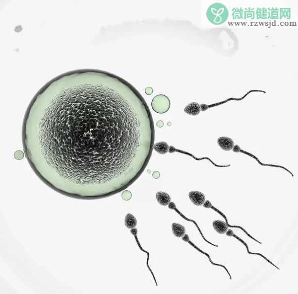 怎么看男子精子健不健康 男人吃什么可以补精子