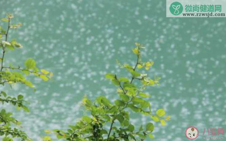 关于春雨的图片说说唯美文案 下春雨发朋友圈说说配