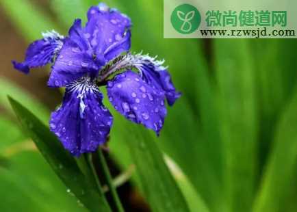 雨水节气相关古诗词大全 雨水古诗词有哪些