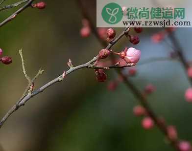 雨水三候是什么意思 雨水节气是哪三候