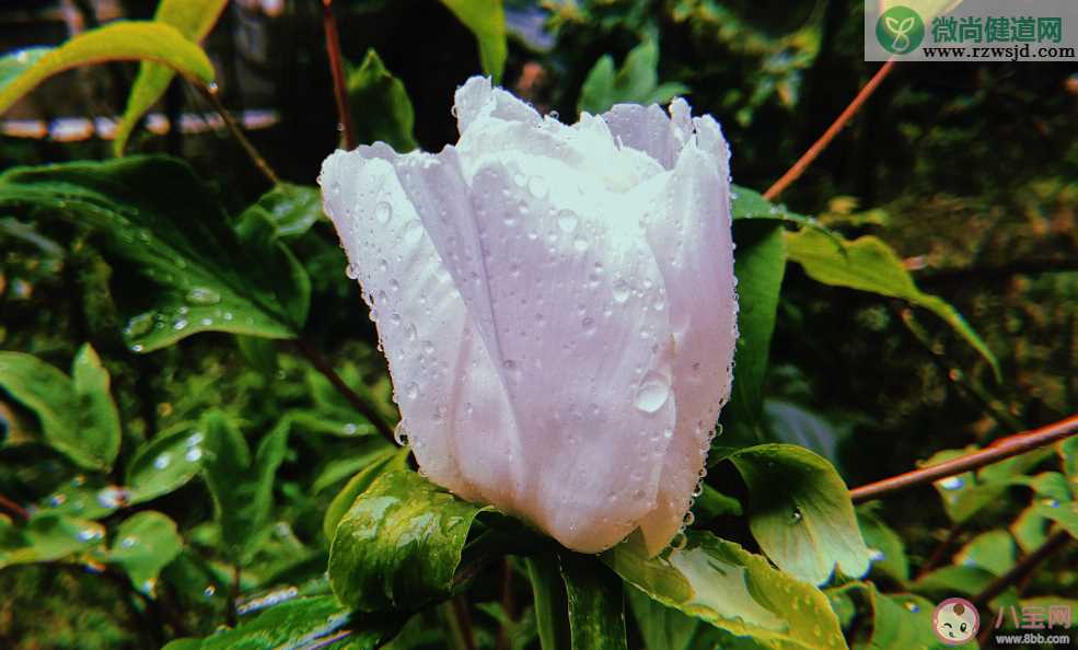 嘀嗒嘀嗒下雨了说说 下雨了说说心情短语