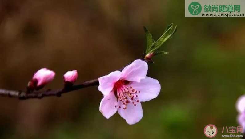 赏桃花的朋友圈说说带图片 