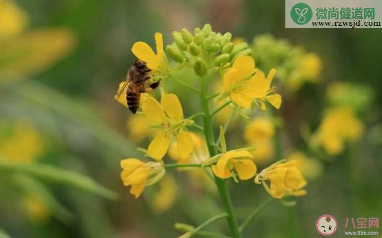 油菜花开了的心情说说 表达油菜花开了的心情句子