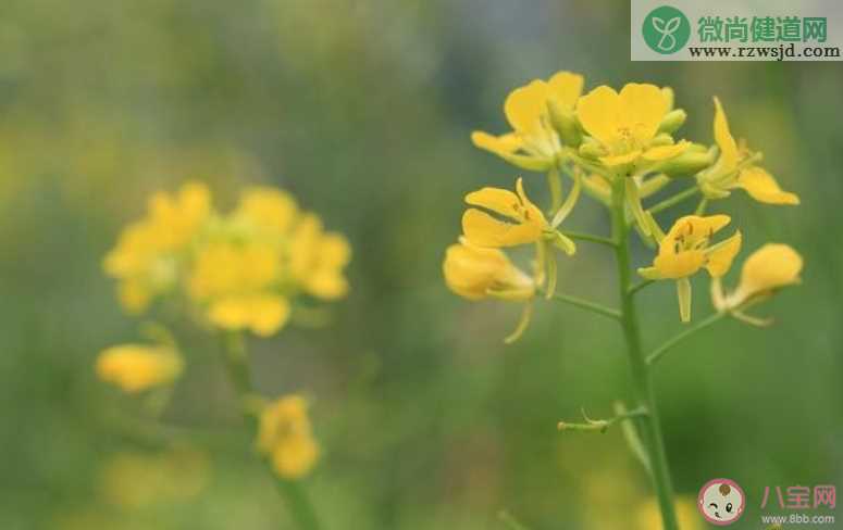 油菜花开了的心情说说 表达油菜花开了的心情句子