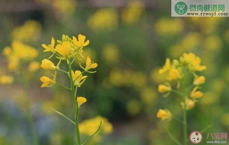 油菜花开了的心情说说 表达油菜花开了的心情句子