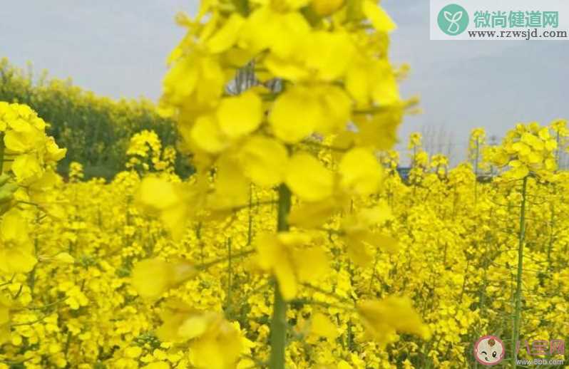 油菜花开了发朋友圈配图句子 油菜花开了发朋友圈带图说说大全