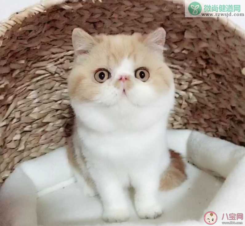 养猫到底有多快乐 养猫有什