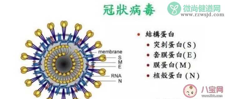 新冠肺炎会影响生育吗 会影