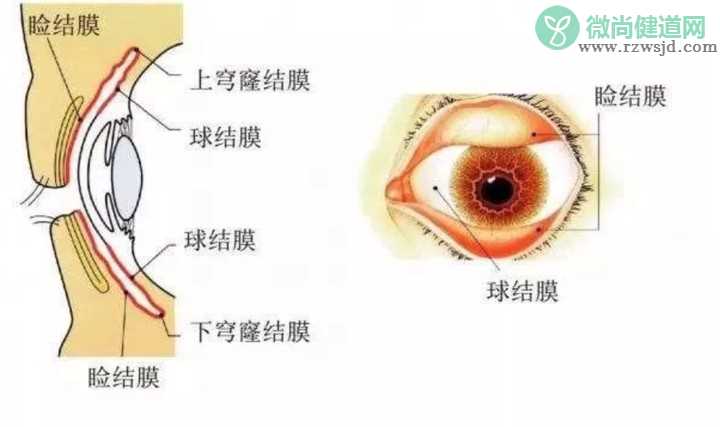 新型病毒在不锈钢上能存活多久 新型冠状病毒持续多久