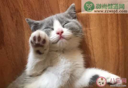 kmr猫粮怎么样  kmr猫粮是哪里生产的