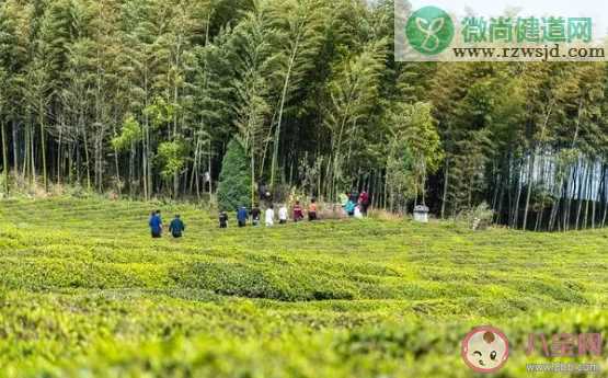 清明节新坟什么时候上坟  新坟清明提前几天上坟