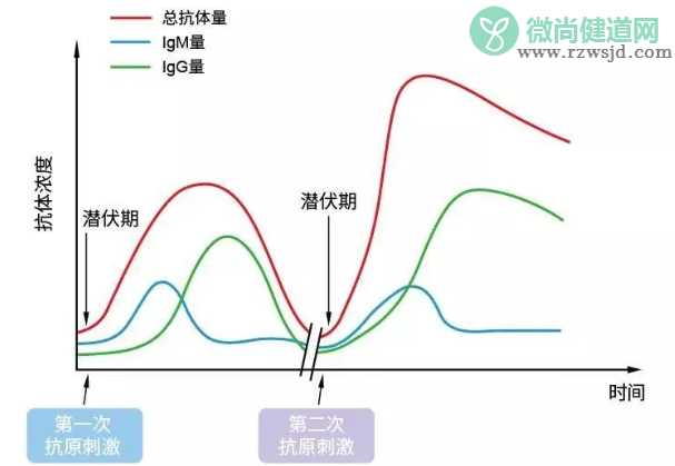 lgG抗体阳性什么意思 lgM抗体阳性什么意思