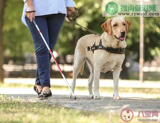 导盲犬是什么级别的狗 导盲犬需要具备什么条件