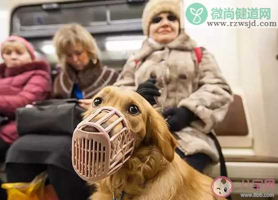 导盲犬是什么级别的狗 导盲犬需要具备什么条件