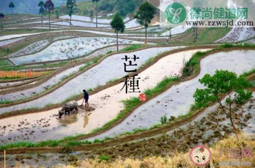 为什么芒种的节气都定在每年的6月6号  芒种节气的特点是什么