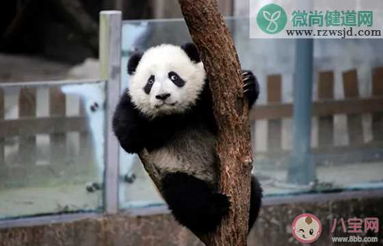 成都大熊猫基地门票在哪里买