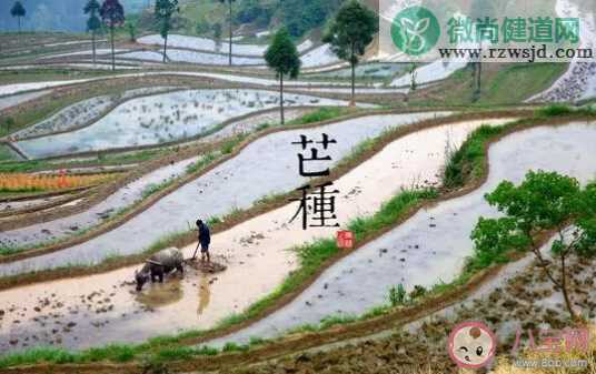 2020芒种节气简单祝福语大全  芒种祝福语图片句子