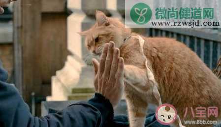 流浪猫鲍勃去世是怎么回事 流浪猫鲍勃的原型故事