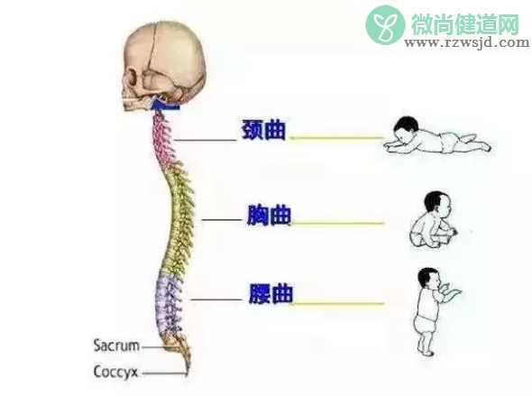 宝宝脊柱发育不正常是什么情