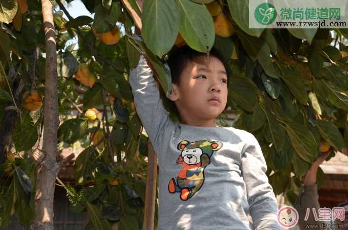 孩子吃了柿子不能喝牛奶吗 吃柿子有哪些要注意的地方