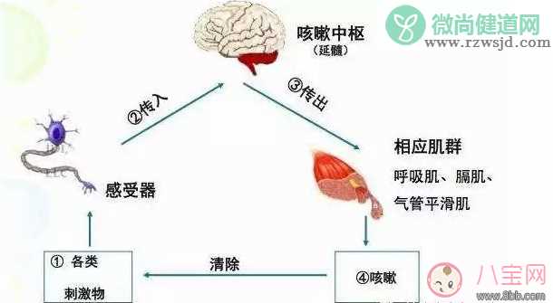 宝宝喝止咳药会上瘾吗 怎么食疗治疗宝宝咳嗽