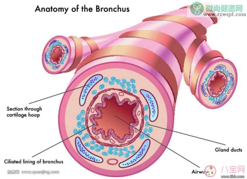 孩子总是咳嗽会变成支气管炎