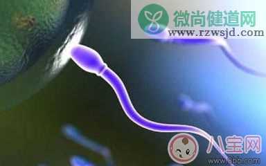 男人精子太少吃什么可以补 男人精子太少会影响怀孕吗