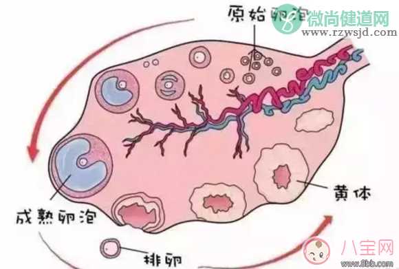 什么食物可以促进卵泡发育 吃哪些食物卵泡发育好