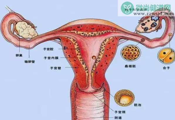 胚胎移植后上厕所有哪些影响