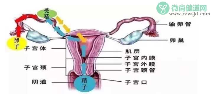 试管婴儿宫外孕怎么办2018 预防胚胎移植宫外孕注意事项