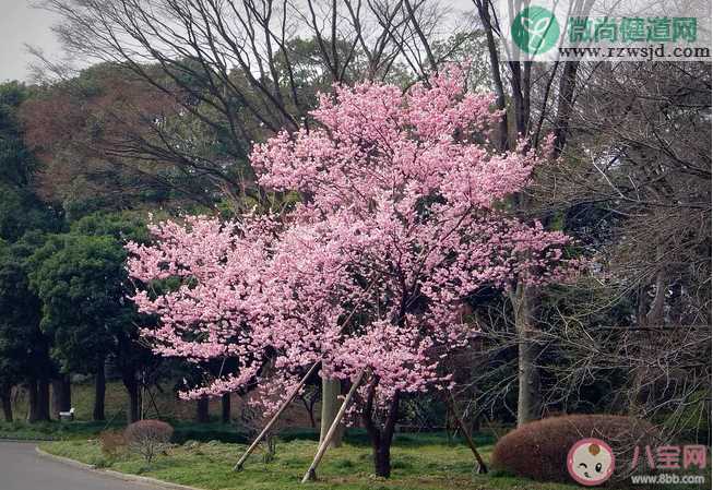 梅花开了的心情说说 梅花开了的说说句子