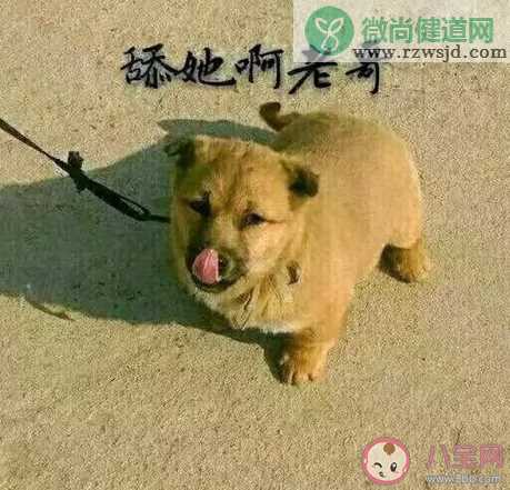 抖音hshs是什么梗 hshs是什么意思