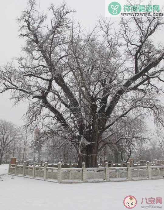 2020年的第一场雪说说朋友圈 2020年第一场雪发什么朋友圈好