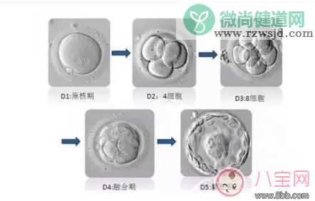 试管怀孕可以避免宫外孕吗 试管怀孕怎么样