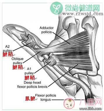 孩子手指伸不直是什么情况，为